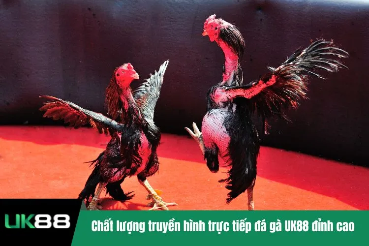 Chất lượng truyền hình trực tiếp đá gà UK88 đỉnh cao